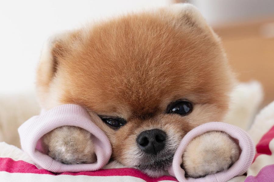 Jiffpom