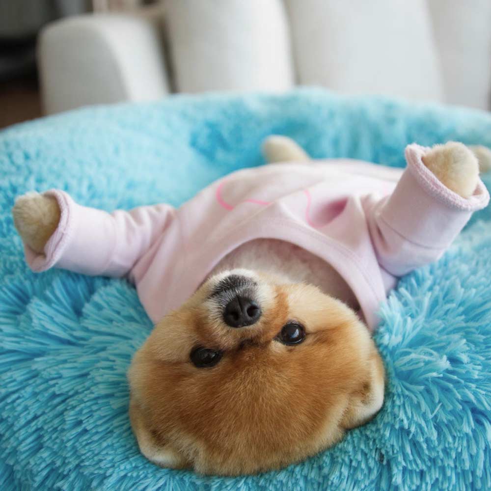 Jiffpom