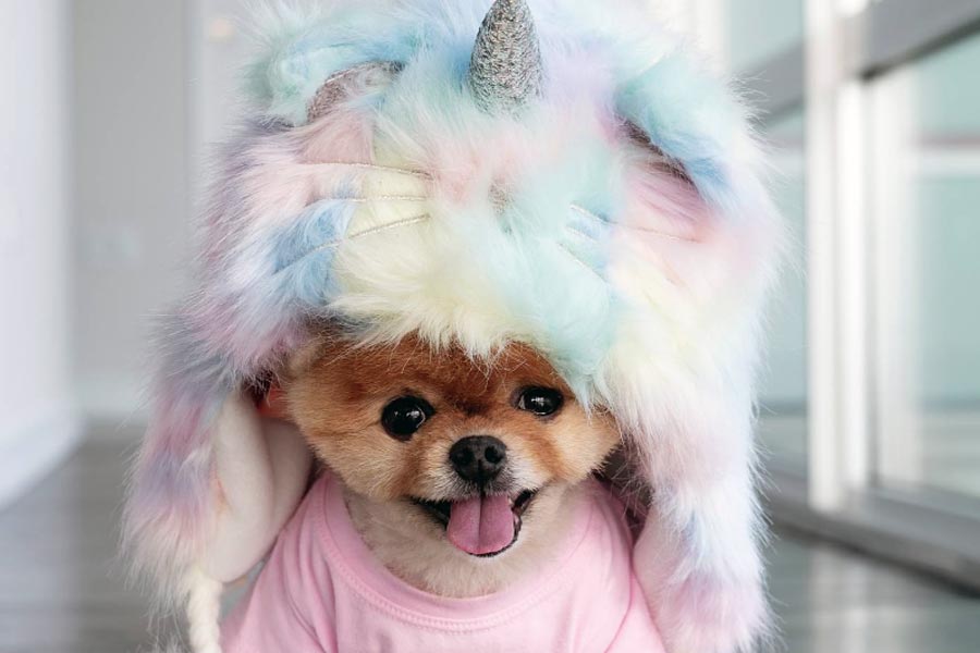 Jiffpom