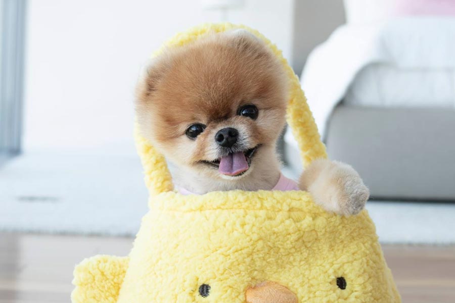 Jiffpom