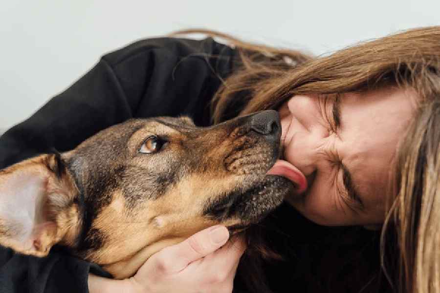 Dogs Licking Owners Face is not Just Unhealthy But Can Even Be Fatal