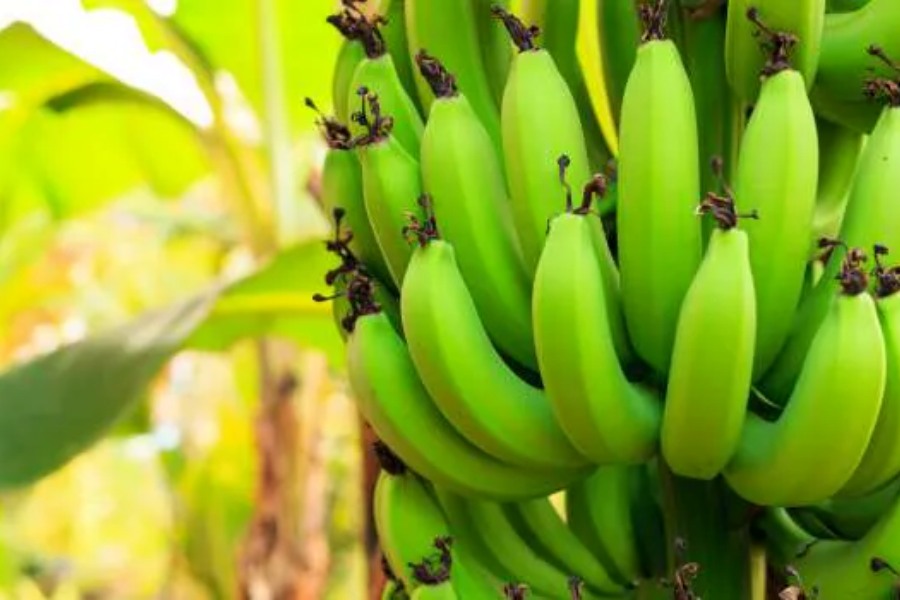 Image of raw banana