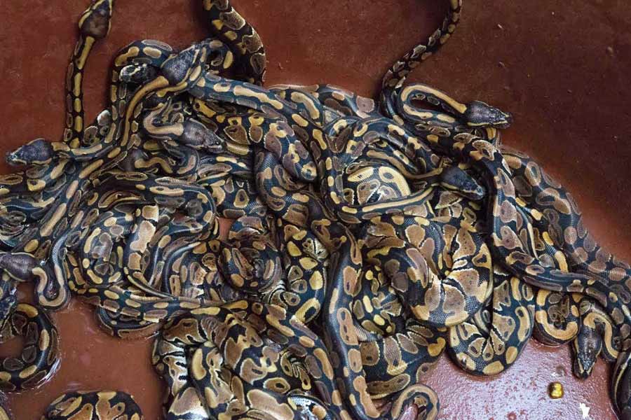 Keeping exotic wild life as pet serves any purpose at all