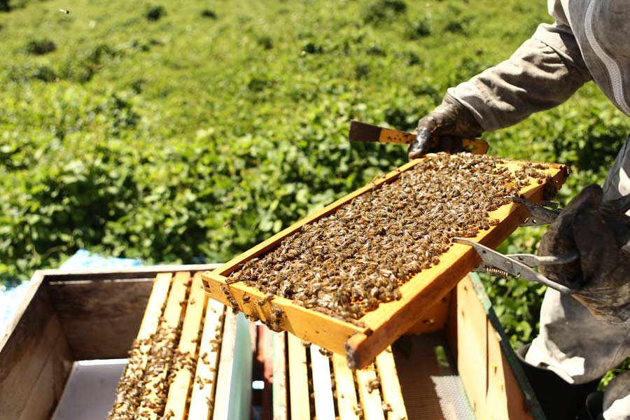 সারা বিশ্বে খাদ্য উৎপাদনের মোট এক-তৃতীয়াংশ নির্ভর করে মৌমাছিদের উপর। এমনটাই দাবি বিজ্ঞানীদের। কিন্তু কীটনাশকের অতিরিক্ত ব্যবহারের ফলে পৃথিবীতে মৌমাছির সংখ্যা ক্রমশ কমে আসছে। তাদের রক্ষা করতে অভিনব পন্থা গ্রহণ করেন আমেরিকার জনপ্রিয় অভিনেতা মরগ্যান ফ্রিম্যান।