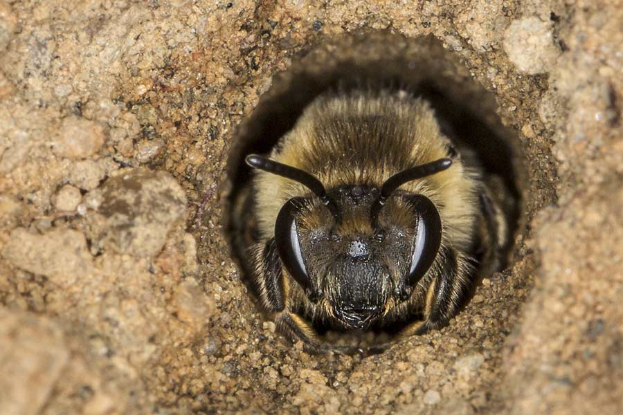 মিসিসিপিতে ১২৪ একর জমির উপর খামারবাড়ি রয়েছে মরগ্যান পরিবারের। সেই খামারবাড়িকেই মৌমাছির বাড়ি তৈরি করে ফেলেন অভিনেতা।