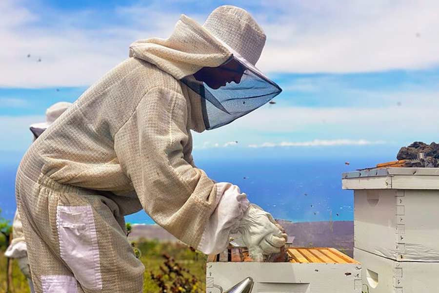 ২০১৪ সালে আমেরিকার আরকানসাস থেকে ২৬টি মৌচাক মিসিসিপির খামারবাড়িতে নিয়ে যান মরগ্যান। খামারবাড়িতে সেগুলি বসানোর ব্যবস্থাও করেন তিনি।