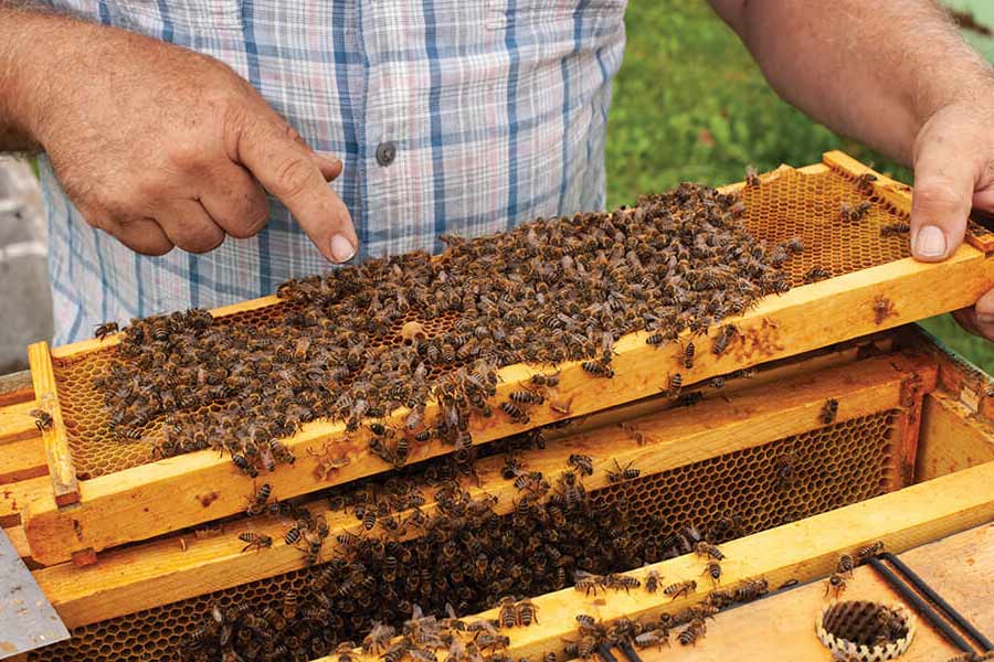 অভিনয়ের পাশাপাশি পরিবেশ নিয়েও সচেতন মরগ্যান। মৌমাছির সংখ্যা কমে যাওয়ায় পরিবেশের ক্ষতি হচ্ছে, এটা বুঝতে পেরে মৌমাছি সংরক্ষণের সিদ্ধান্ত নেন অভিনেতা। এক পুরনো সাক্ষাৎকারে এমনটাই জানিয়েছিলেন তিনি।