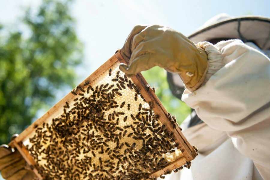 সাক্ষাৎকারে মরগ্যান বলেন, ‘‘খামারবাড়ির ভিতর মৌমাছিদের জন্য আলাদা ভাবে বাগান তৈরি করেছি। বাগান পরিচর্যার জন্য মালিও রয়েছেন। বাগানের যাবতীয় কাজ সামলানোর পাশাপাশি মৌমাছিদের যত্ন নিতেও পারদর্শী তিনি।’’