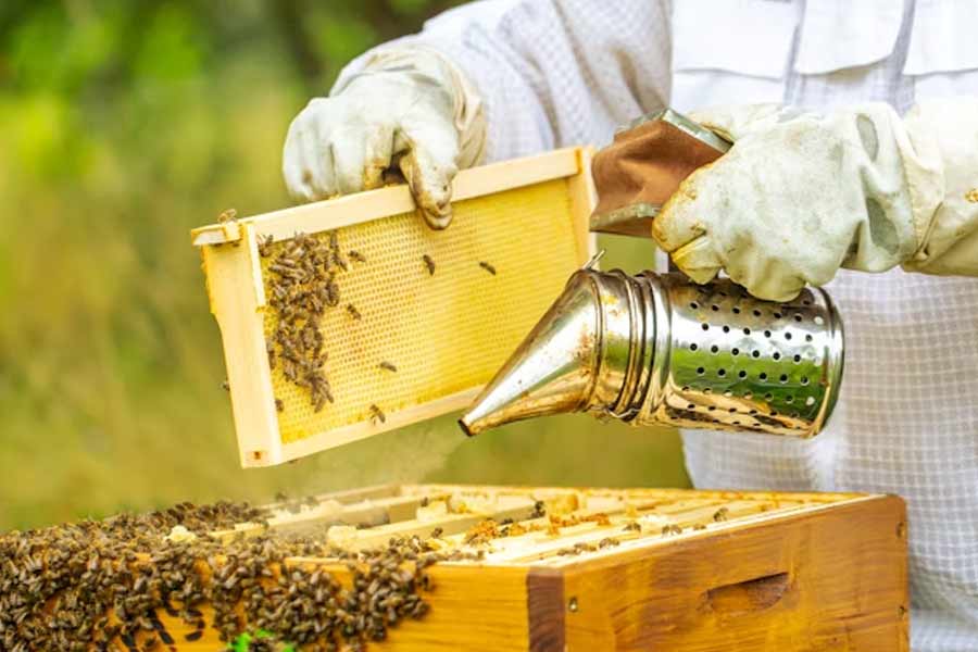 মৌমাছির কলোনির মধ্যে যাওয়ার সময় কখনও আলাদা করে টুপি বা স্যুট পরেন না মরগ্যান। তাঁর মতে, মৌমাছিরা কখনও তাঁকে কামড়ায় না। তাই তাদের কামড়ের হাত থেকে বাঁচার জন্য নিজেকে রক্ষার চেষ্টাও করেন না তিনি।