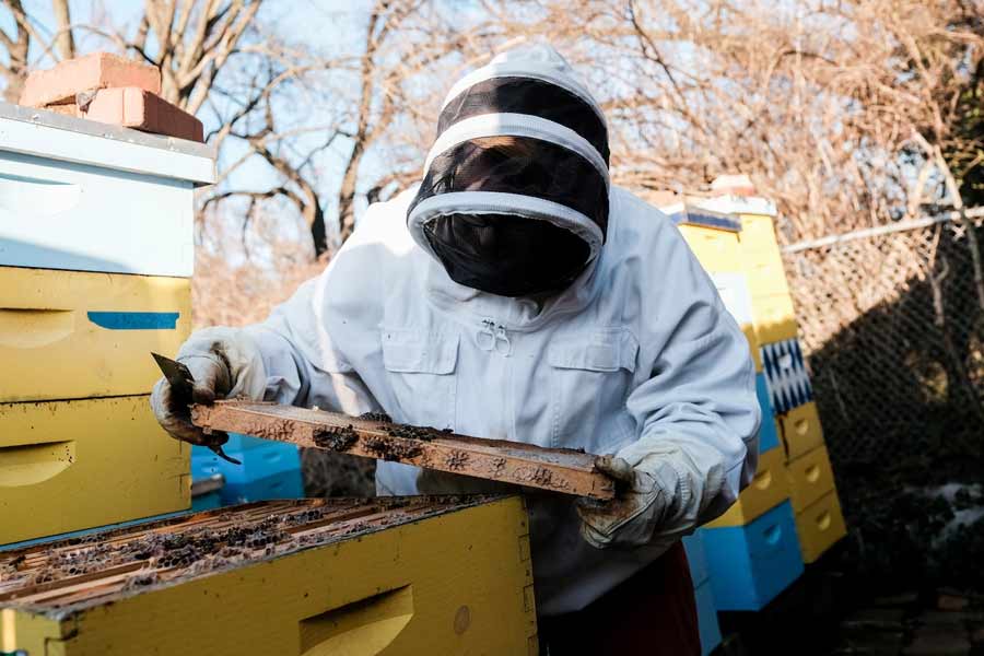 মরগ্যান বলেন, ‘‘আমি তো কোনও দিন মধু সংগ্রহ করতে যাইনি। সব সময় মৌমাছিদের খাবার দিতেই যাই আমি। ওরাও হয়তো বুঝে গিয়েছে যে, আমি ওদের বন্ধু।’’
