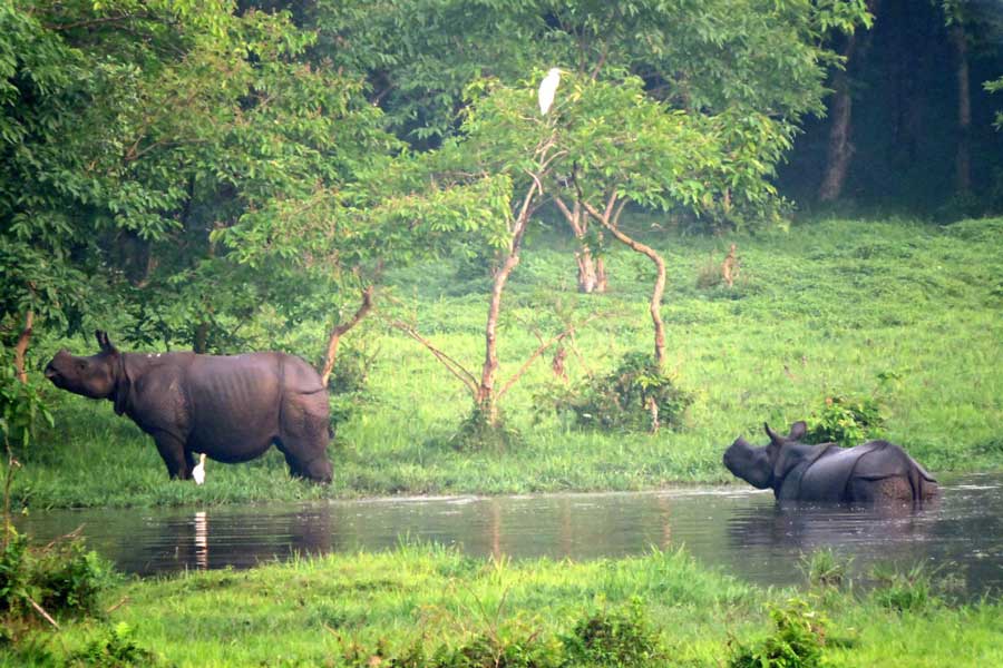 Pobitora Wildlife Sanctuary