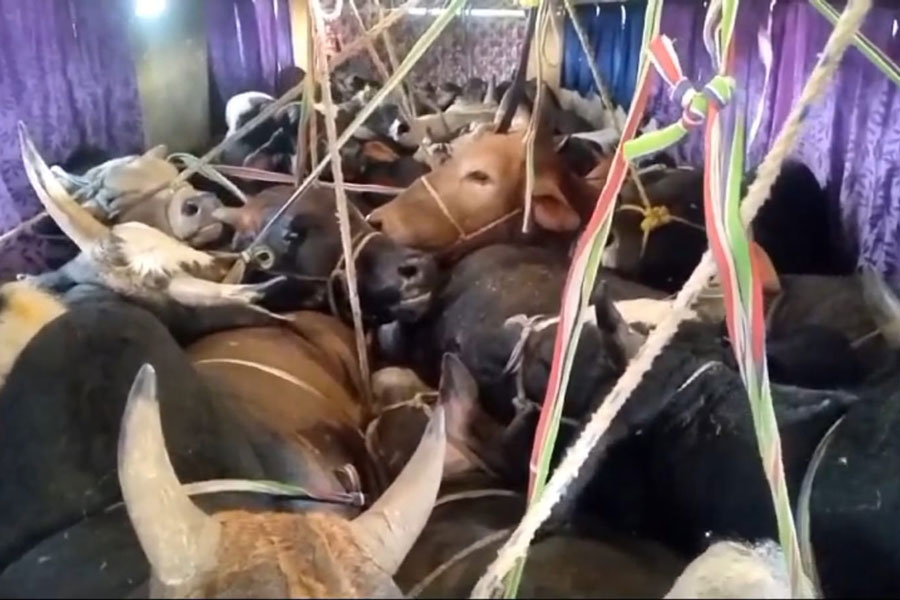 A herd of cattle found in a Volvo Bus in East Burdwan