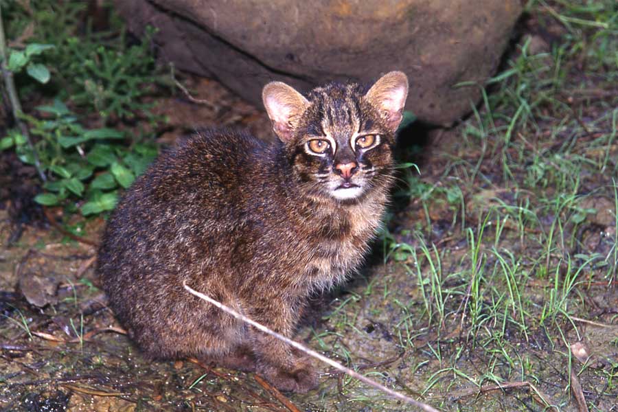 ইরিয়োমোতে দ্বীপে অতি সঙ্কটাপন্ন প্রজাতির বনবিড়াল পাওয়া যায় যার সংখ্যা দেড়শোর কাছাকাছি। এই দ্বীপের বাইরে অন্য কোথাও এই বনবিড়ালের খোঁজ পাওয়া যায় না।