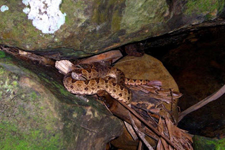 ইরিয়োমোতে দ্বীপে এক বিশেষ ধরনের বিষধর সাপের অস্তিত্ব রয়েছে। এই সাপ কামড়ালে মৃত্যুর আশঙ্কা তিন শতাংশ। সাপের কামড়ে ছয় থেকে আট শতাংশ লোক সারা জীবনের জন্য শারীরিক ভাবে অক্ষম হয়ে যেতে পারেন।