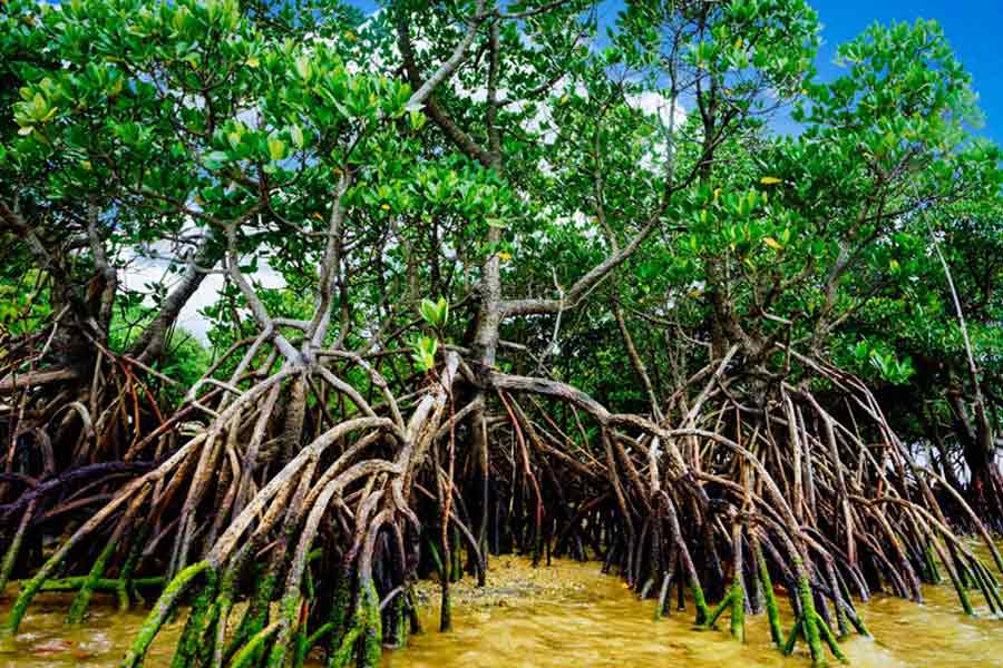 ইরিয়োমোতে দ্বীপের উপকূলবর্তী এলাকায় খুব কম সংখ্যক মৎস্যজীবী এবং চাষি থাকতেন। পরবর্তী কালে ওই দ্বীপে কয়লাখনি তৈরি হওয়ায় ১৮৮৯ সাল থেকে ১৯৫৯ সাল পর্যন্ত জনবসতি ধীরে ধীরে বৃদ্ধি পেতে থাকে।