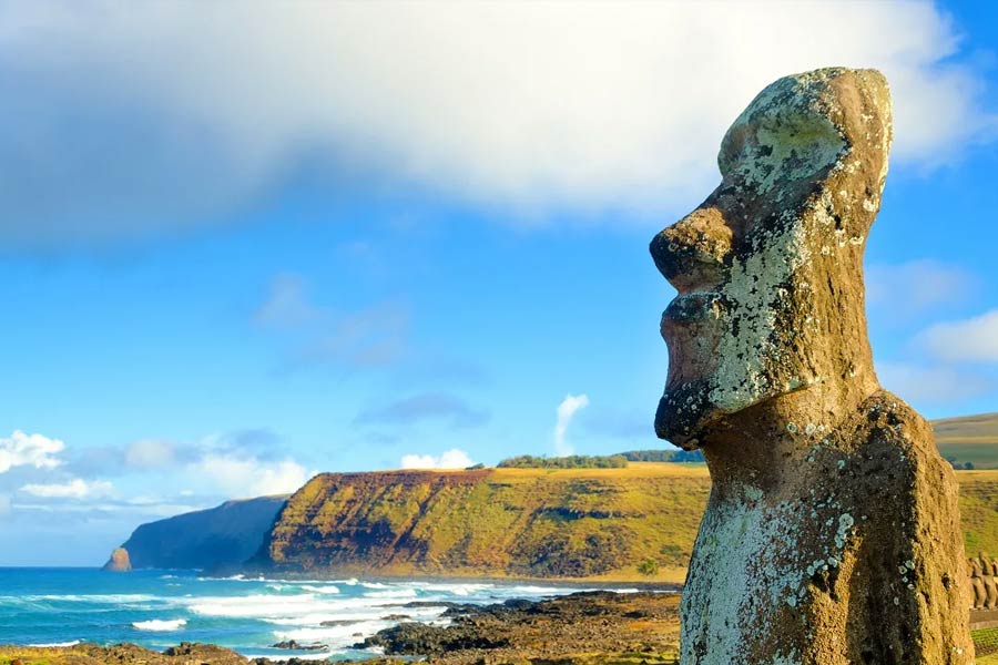 প্রাচীন কালে ইস্টার দ্বীপে প্রচুর সংখ্যক তাল গাছ ছিল। কিন্তু ধীরে ধীরে সেই গাছের সংখ্যা কমে যায়। ইতিহাসবিদদের মতে, পাথরের ভারী মূর্তিগুলি নিয়ে যাওয়ার জন্য তাল গাছের ডাল ব্যবহার করেছিলেন রাপা নুই সম্প্রদায়ের অধিবাসীরা। সে কারণে এত গাছ কাটা হয়েছিল যে, গাছের পরিমাণ অনেকটাই কমে যায়।