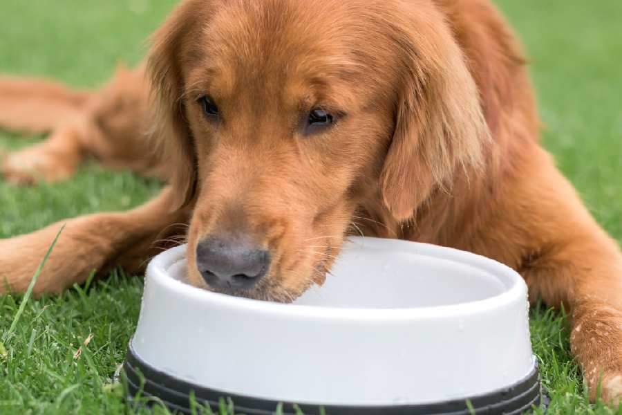 Keep your dogs hydrated in summer using these simple tips
