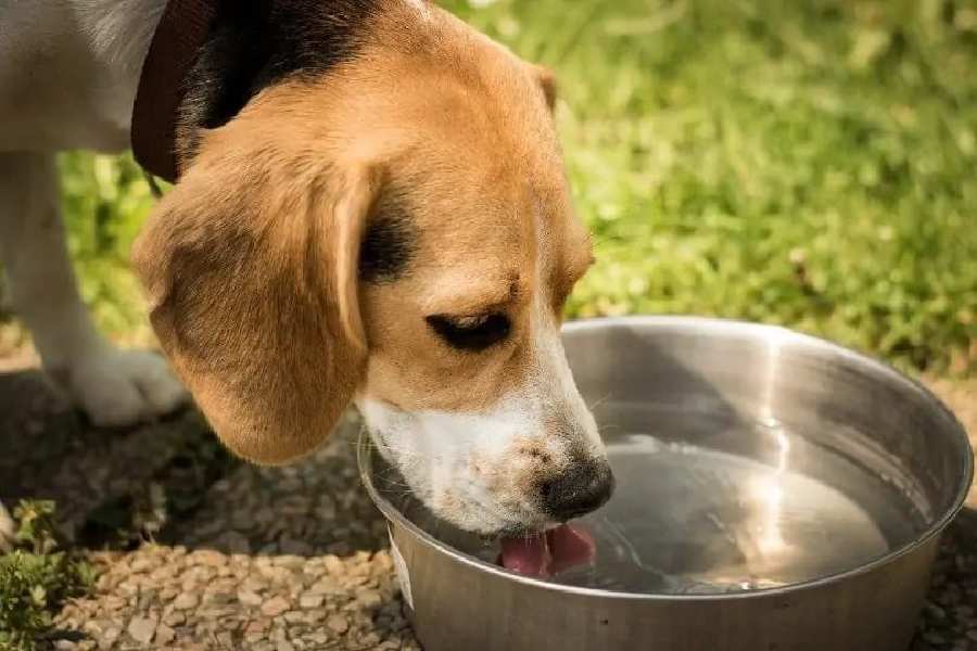 Keep your dogs hydrated in summer using these simple tips