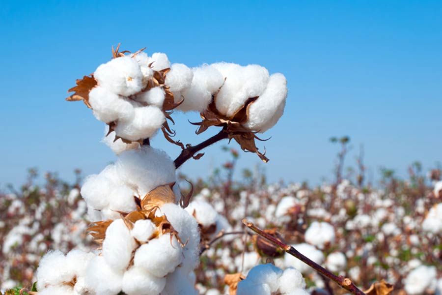 Know about the Pitcairn Island, the isolated volcanic island of Southern Pacific ocean