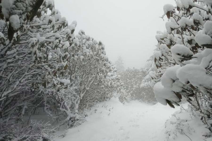এই প্রতিবেদন লেখা পর্যন্ত সান্দাকফুতে বরফ পড়া থামার নাম নেই। এ দিকে দার্জিলিং শহরেও এক ধাক্কায় তাপমাত্রা নীচে নেমে গিয়েছে। বৃষ্টির সঙ্গে সঙ্গেই ঝোড়ো হাওয়া সেখানেও বরফ পড়ার সম্ভাবনা তৈরি করেছে। তবে, দার্জিলিং পাহাড়ের বাসিন্দারা জানেন, তেমন কিছু ব্যতিক্রমী ঘটনা না ঘটলে বসন্তের বরফ দেখবে না শহর।