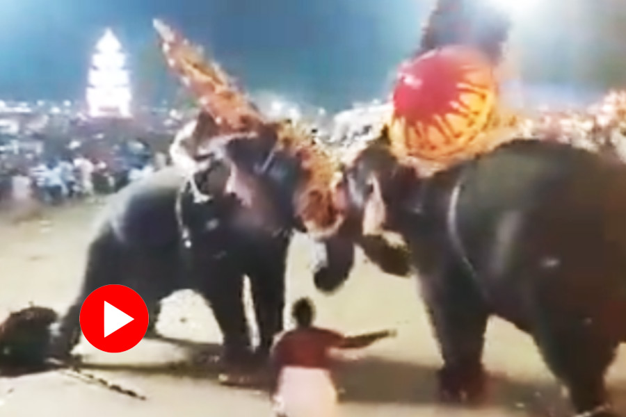 Two elephant attack each other during Arattupuzha Pooram Ritual in Kerala dgtl
