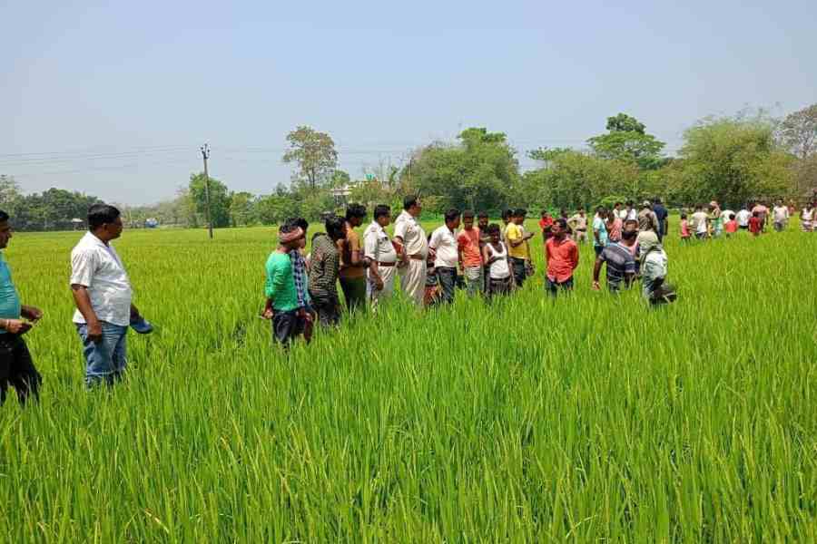 ধান ক্ষেত থেকে উদ্ধার বিজেপি কর্মীর দেহ।