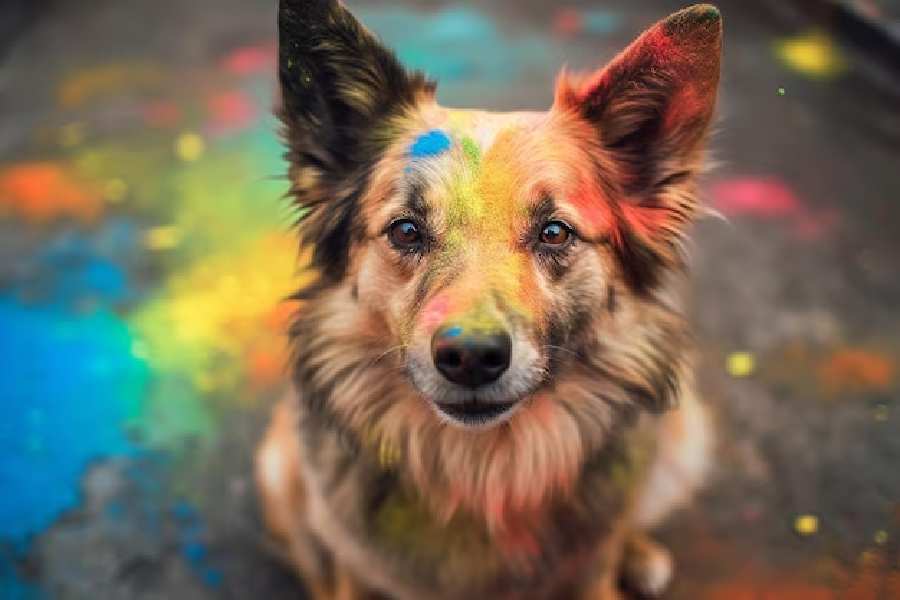 Tips to keep your pets safe during Holi celebrations