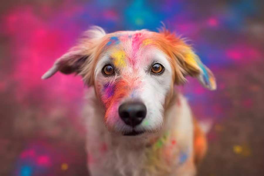 Tips to keep your pets safe during Holi celebrations