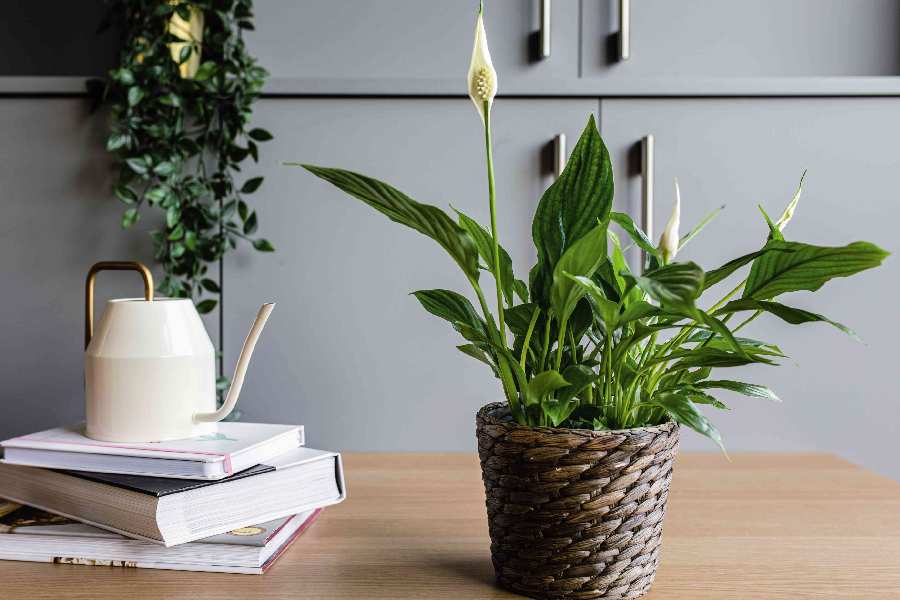 Three tips to care for peace lilies at home