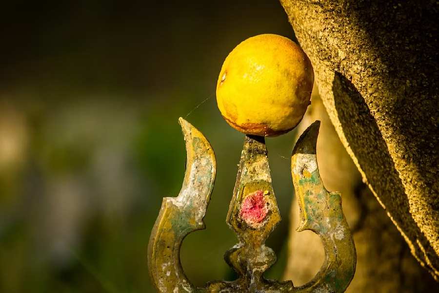 ‘Sacred’ lemons auctioned for Rs 2.3 Lakhs in Tamil Nadu temple