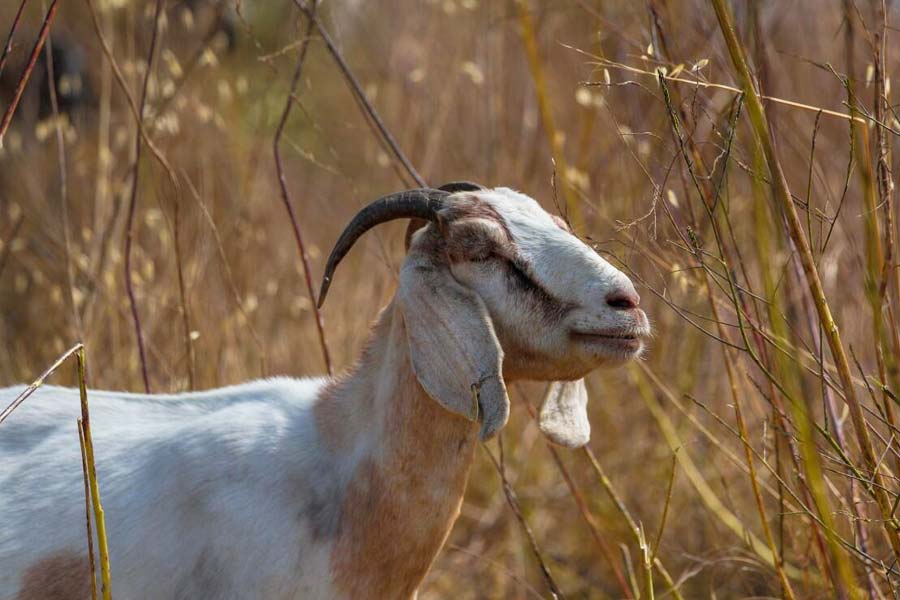 representational image of goat