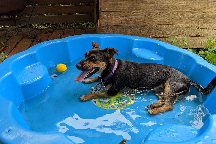 Take care of your furry dog breeds in summer with few tips to avoid rashes and dehydration 