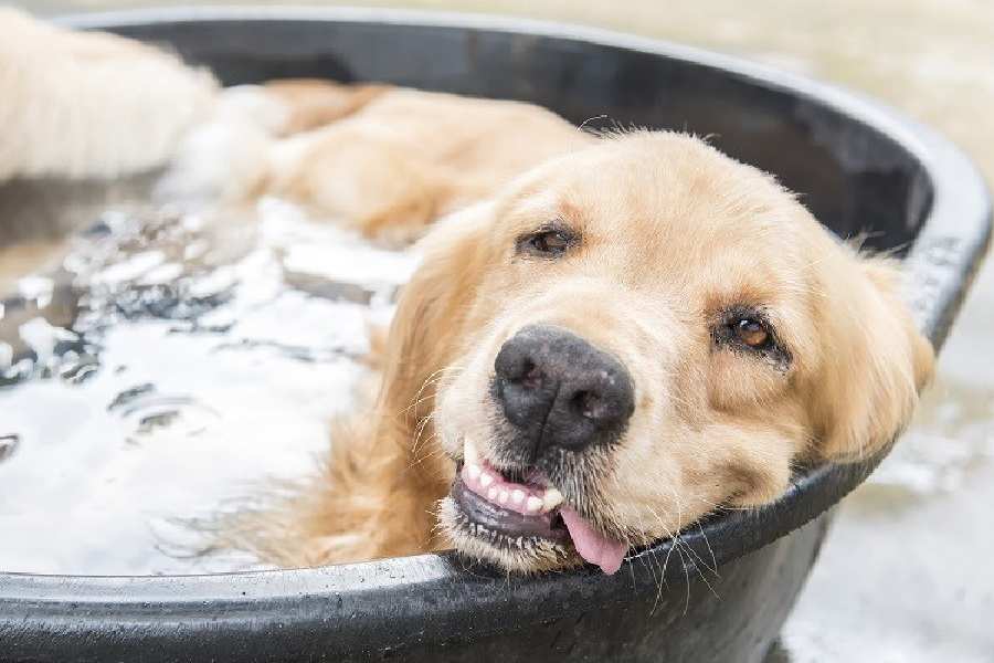 Take care of your furry dog breeds in summer with few tips to avoid rashes and dehydration