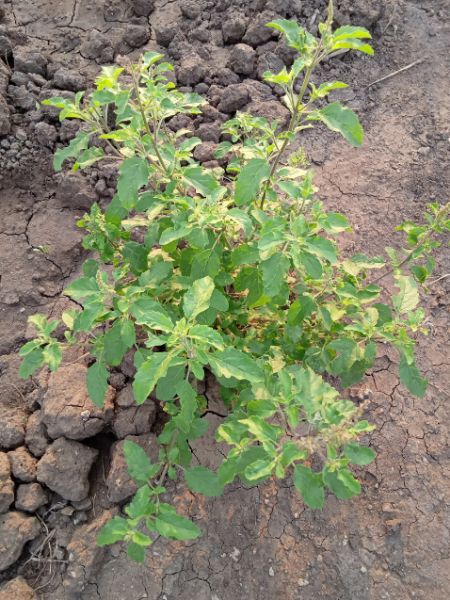 Benefits of tulsi plant dgtl