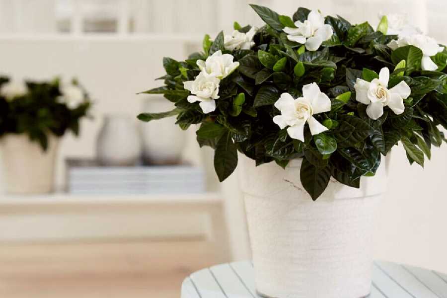 How to make your home smell lovely 