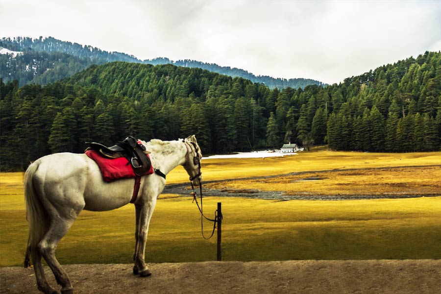 You can choose Khajjiar in Himachal Pradesh as travel destination to make all your Switzerland dreams come true