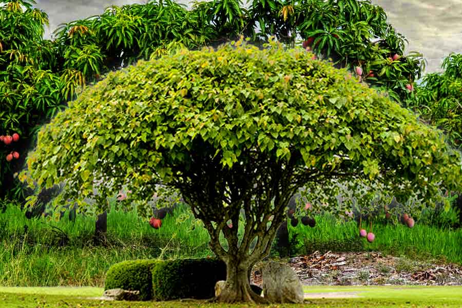 Hidden teachings of health and fitness from Indian puranas and Vedas