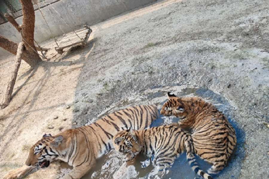 গরমে বেঙ্গল সাফারি পার্কের ভিতরের একটি দৃশ্য।