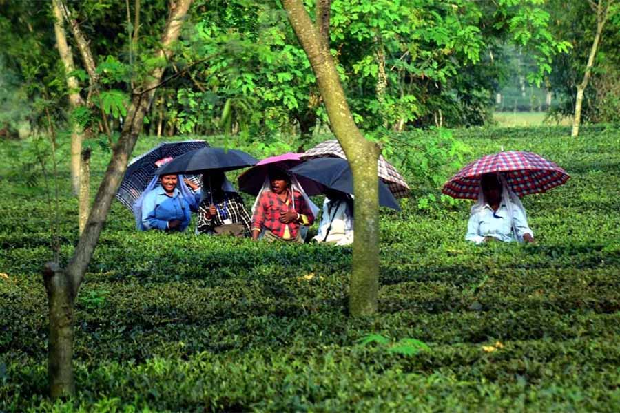 Less Production of tea due to less rainfall in gardens