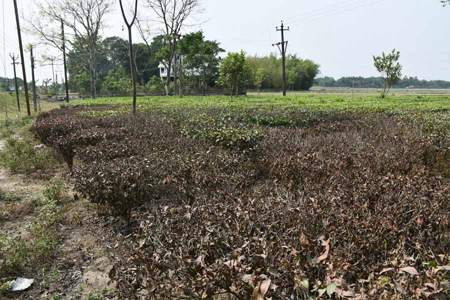 Tea Production may hamper as a rumour about spreading pesticides in tea garden reported