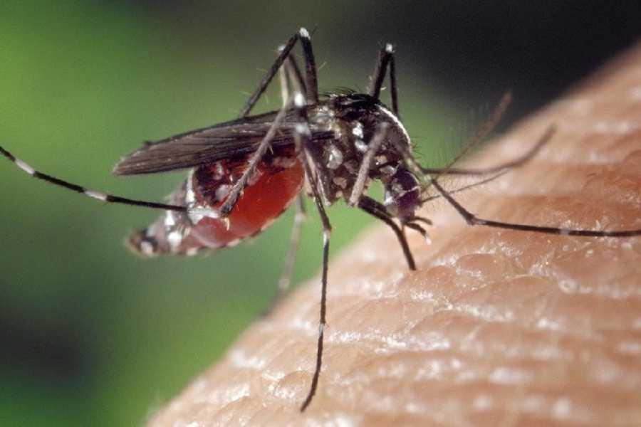 Five ways to press delete on mosquito bites in this summer