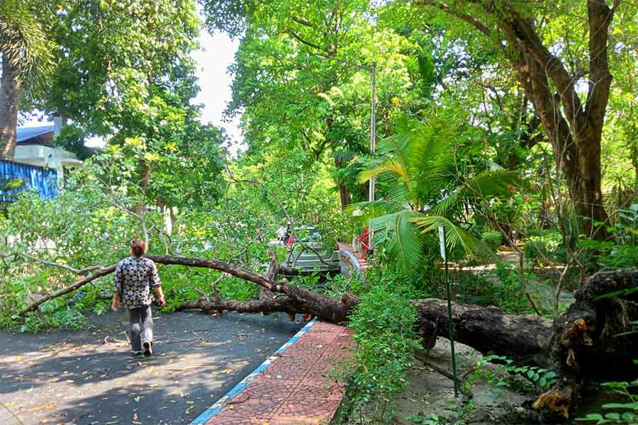 It is reported that a total of 110 trees have fallen in the Kolkata Municipal area in the storm that started on Monday evening