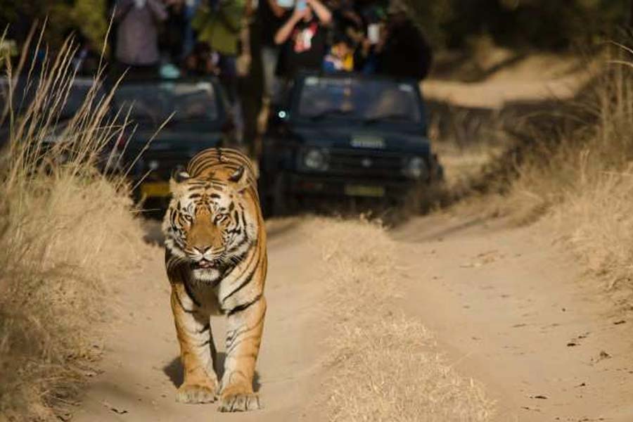 Tiger Safari