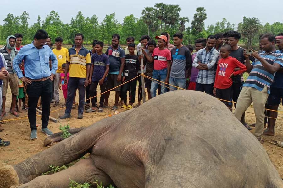 A sub-adult female elephant died of electrocution in Jhargram dgtld