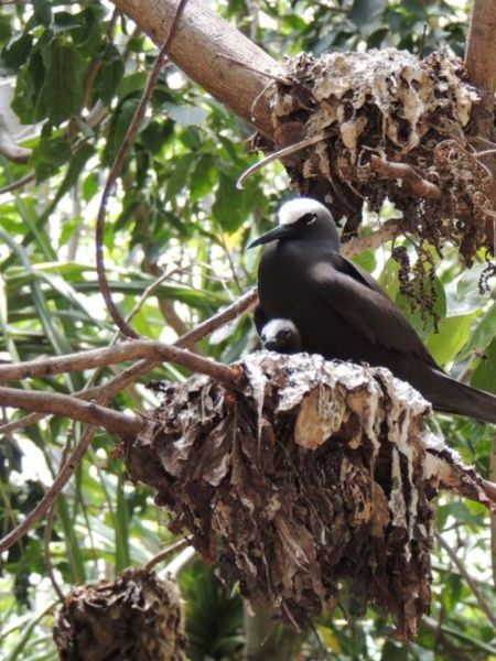 Know about the tree known for taking bird’s lives dgtl