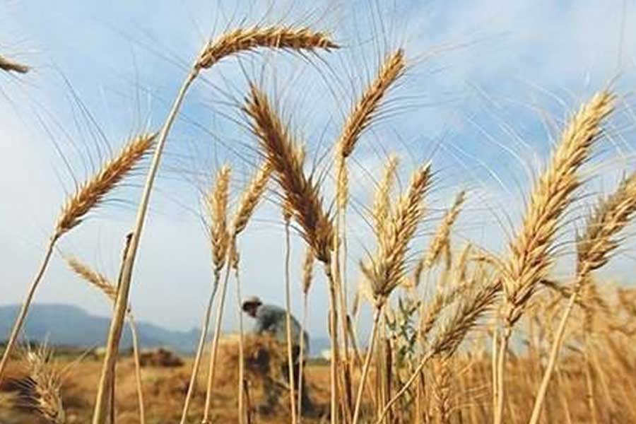 What is the Wheat Import Scam in Pakistan