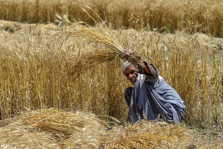 What is the Wheat Import Scam in Pakistan