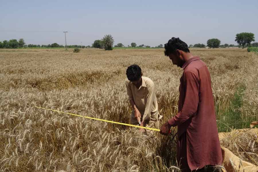 What is the Wheat Import Scam in Pakistan