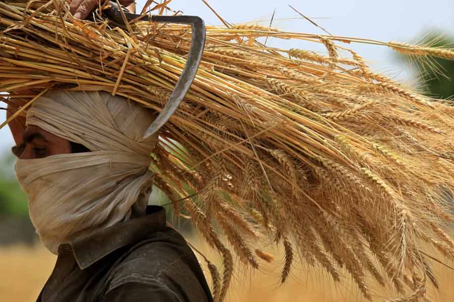 What is the Wheat Import Scam in Pakistan