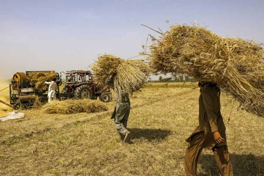 What is the Wheat Import Scam in Pakistan